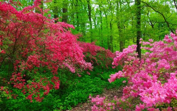 Earth Spring Forest Blossom Bush Flower Pink Flower HD Wallpaper | Background Image