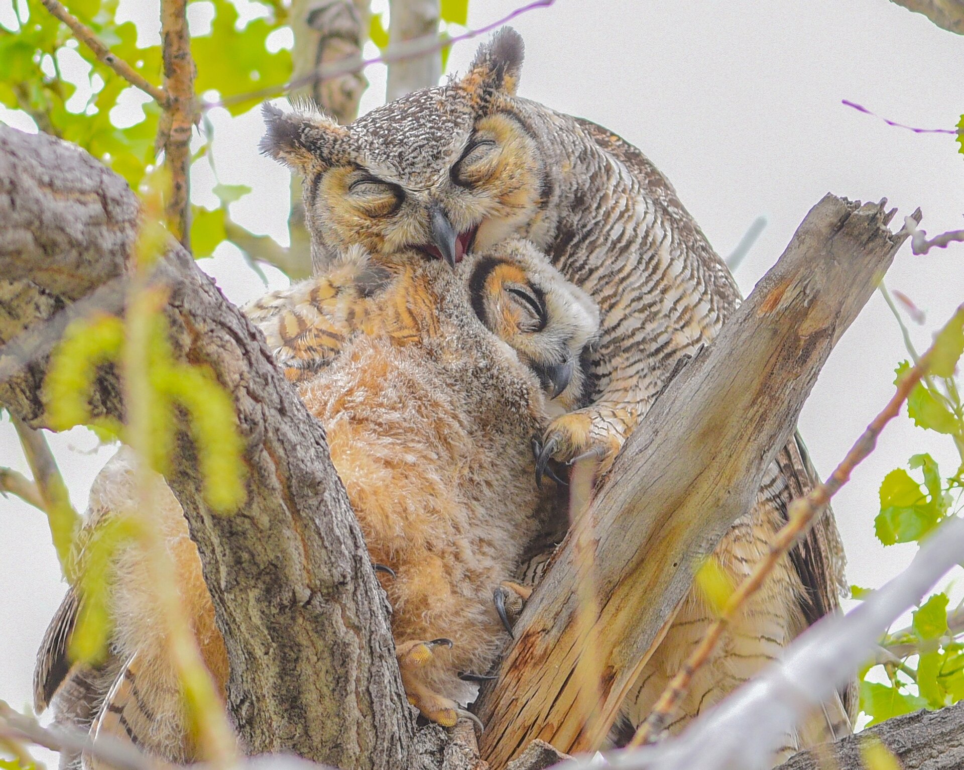 Eule HD Wallpaper Hintergrund 1920x1533 ID843326 Wallpaper Abyss