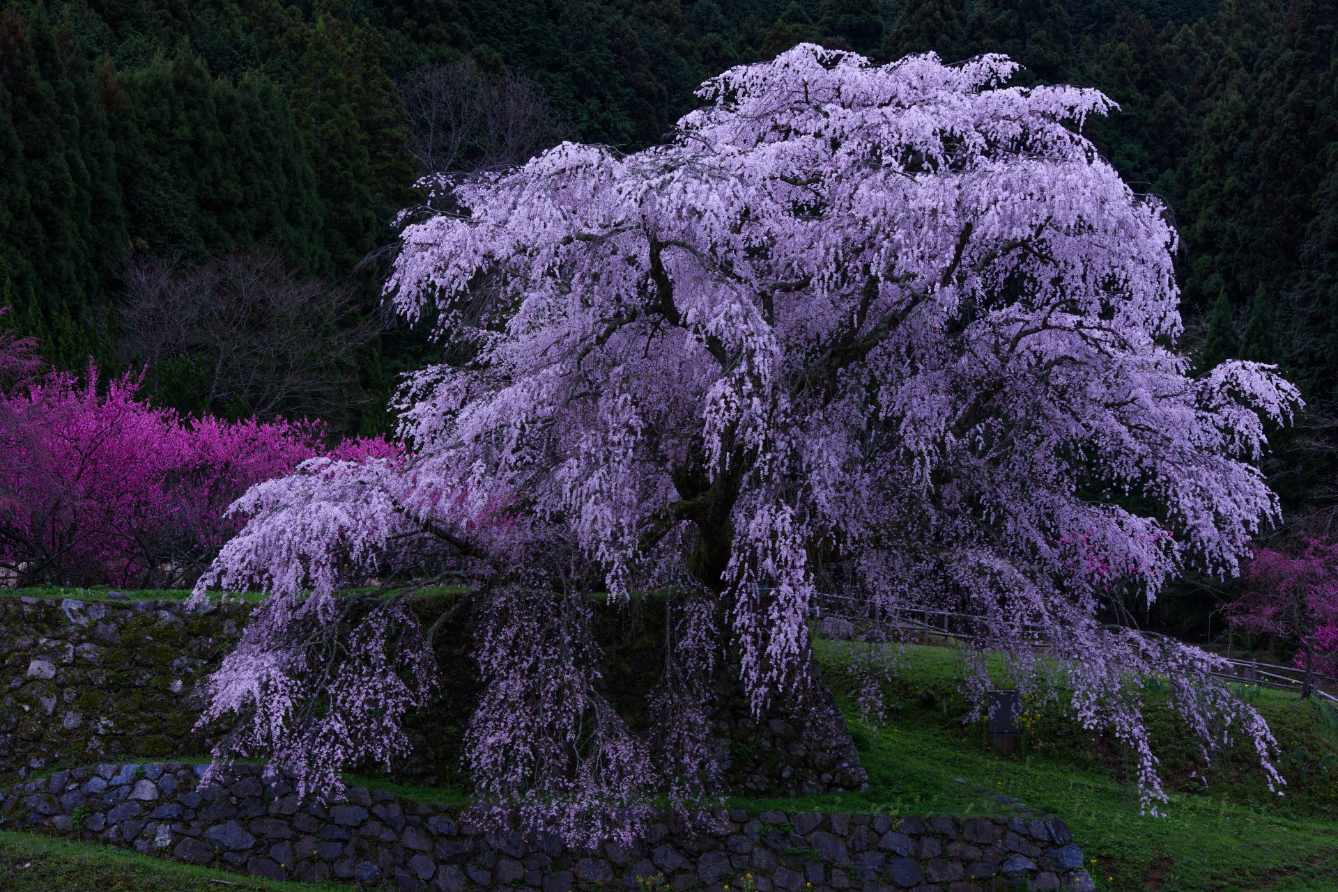 purple tree background