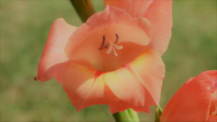 Peach gladiolus close-up in nature — HD PC desktop wallpaper background with delicate petals and soft green bokeh.