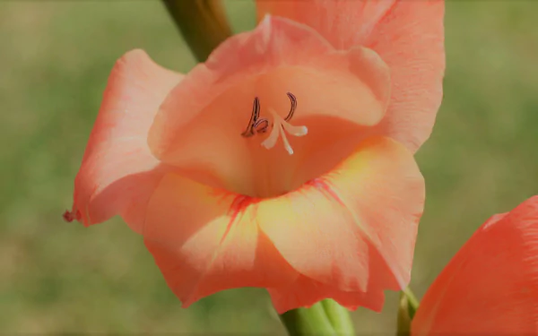  Peach Colored Gladiolus