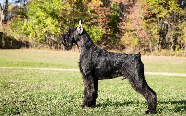  Black Schnauzer
