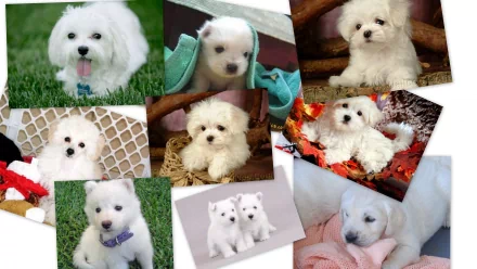 A collage of adorable white puppies in various playful poses and settings, creating a charming and delightful HD desktop wallpaper and background featuring cute dogs.
