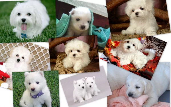 A collage of adorable white puppies in various playful poses and settings, creating a charming and delightful HD desktop wallpaper and background featuring cute dogs.
