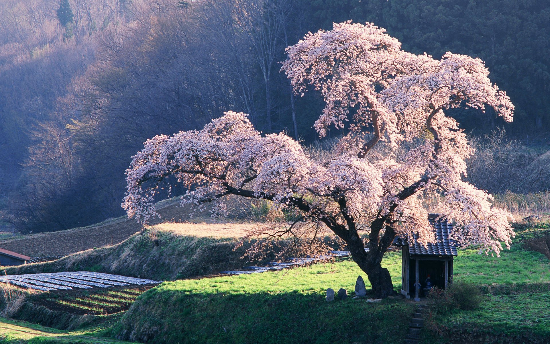 A stunning HD wallpaper showcasing a blossoming tree in a serene natural setting, surrounded by gentle hills and fields, capturing the beauty of nature.