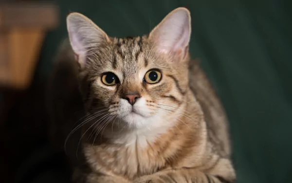 Tabby cat with an intense stare, animal close-up rendered as an 8K Ultra HD PC desktop wallpaper background.