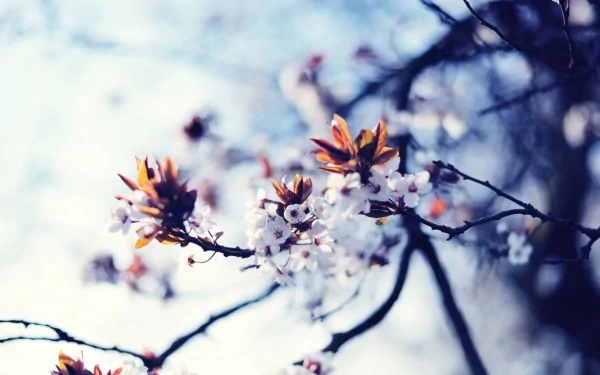 bud tree nature blossom HD Desktop Wallpaper | Background Image