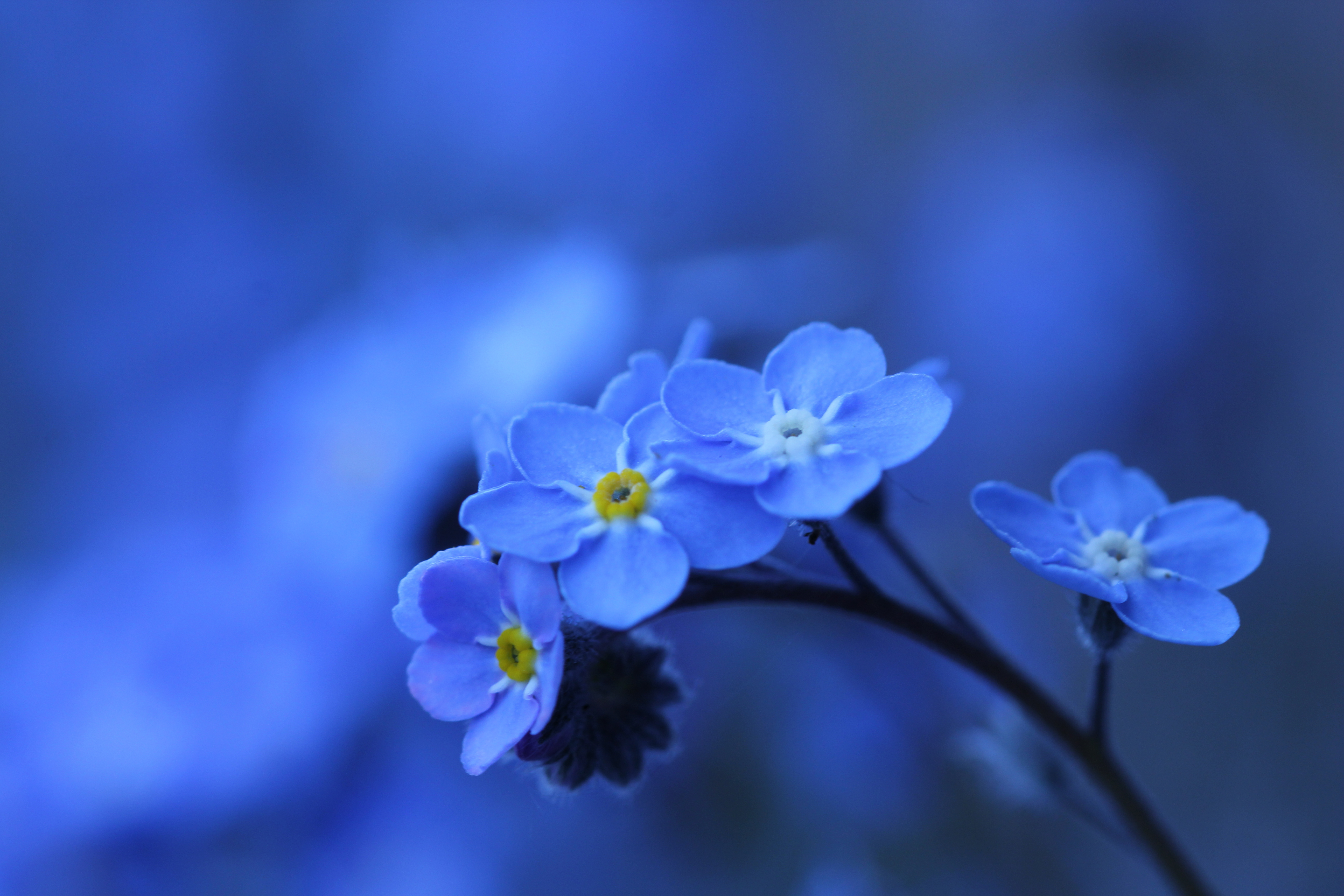 Nature Forget-Me-Not 4k Ultra HD Wallpaper