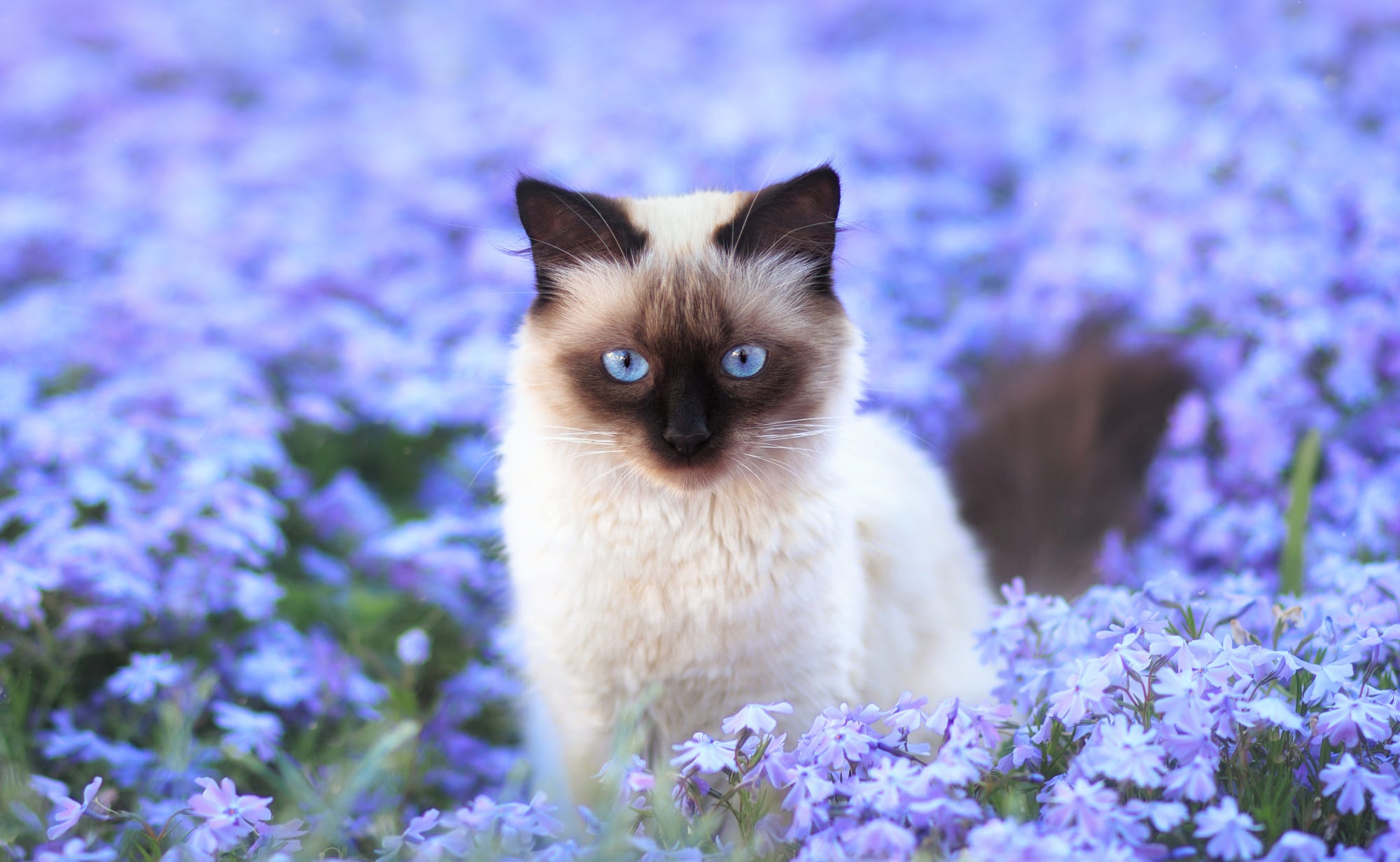  Siamese  Cat  in Flower Field HD  Wallpaper  Background 