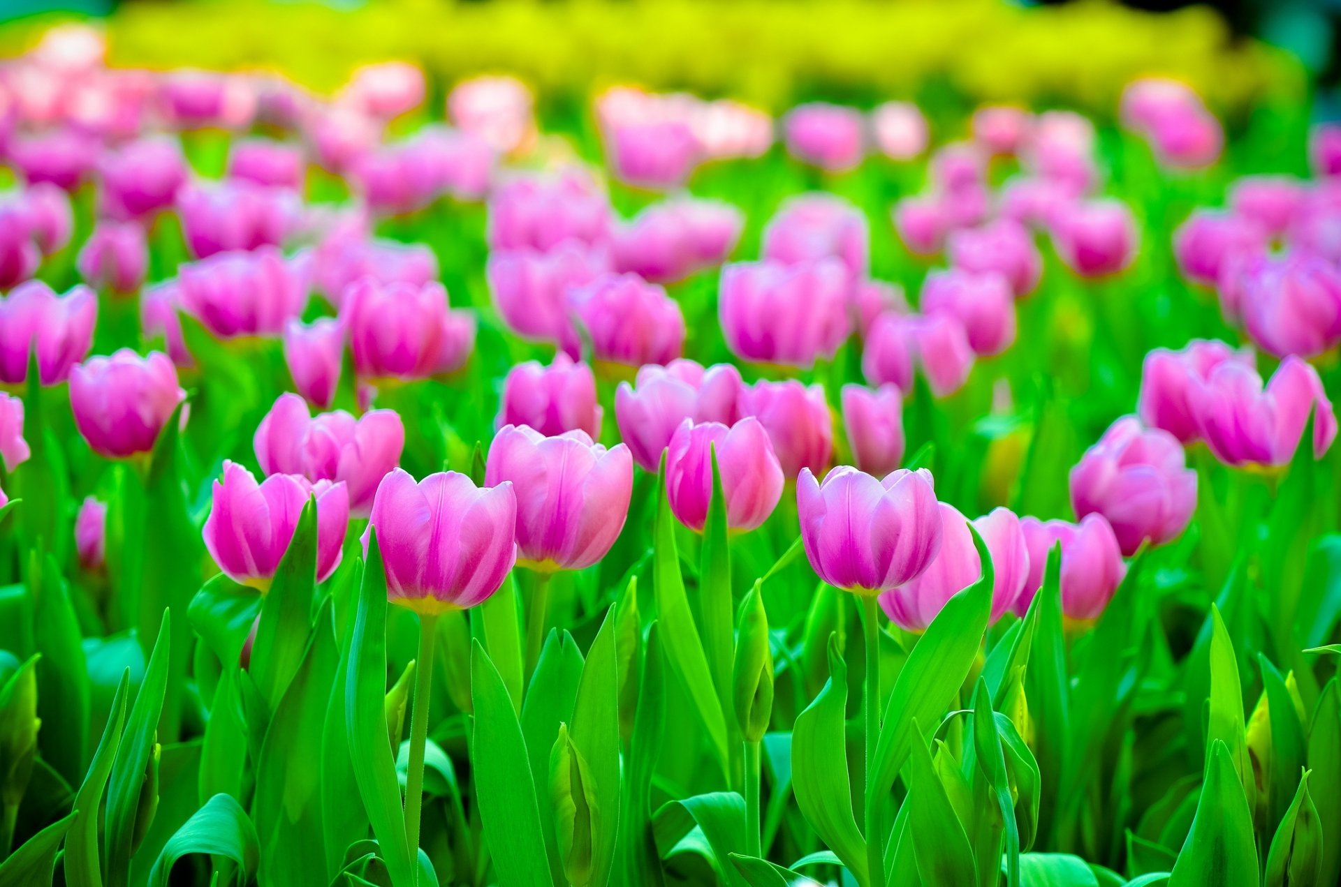 Download Summer Pink Flower Flower Nature Tulip HD Wallpaper