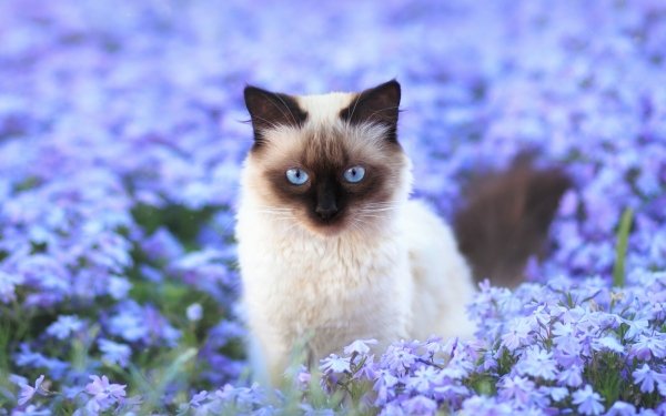 Animal Cat Cats Siamese Cat Field Flower Blue Flower HD Wallpaper | Background Image