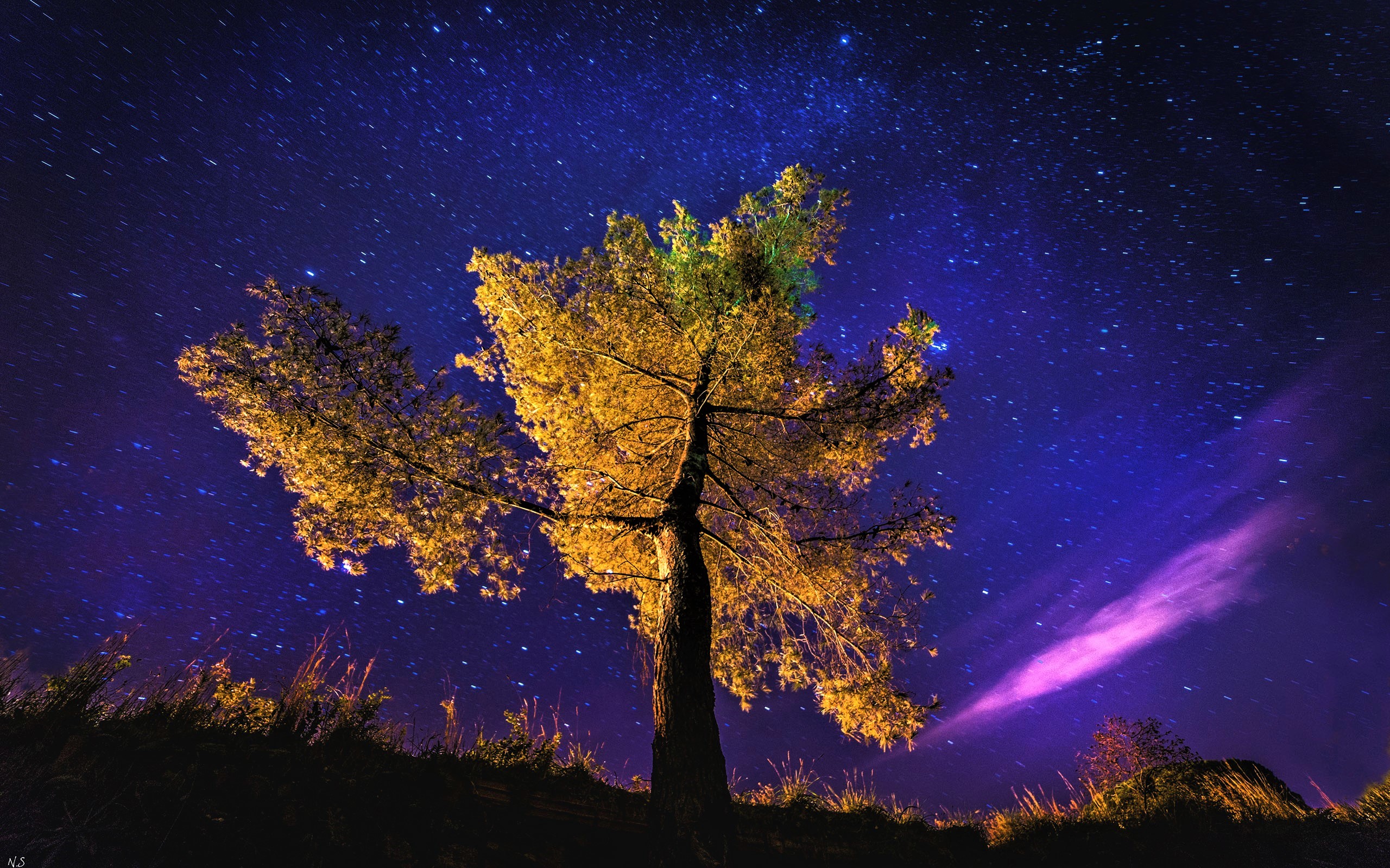 Autumn Tree on a Starry Night