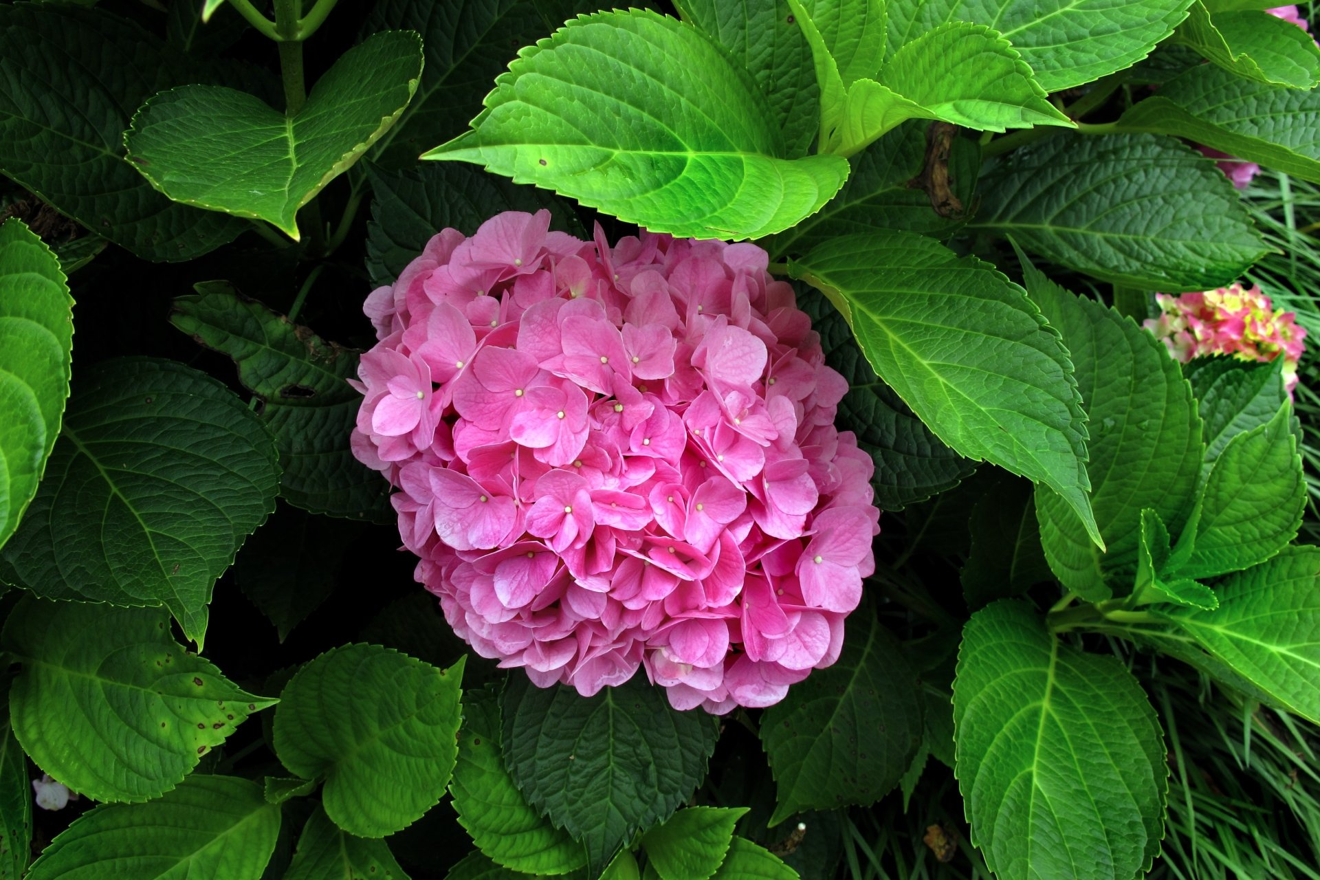 Pink Hydrangea