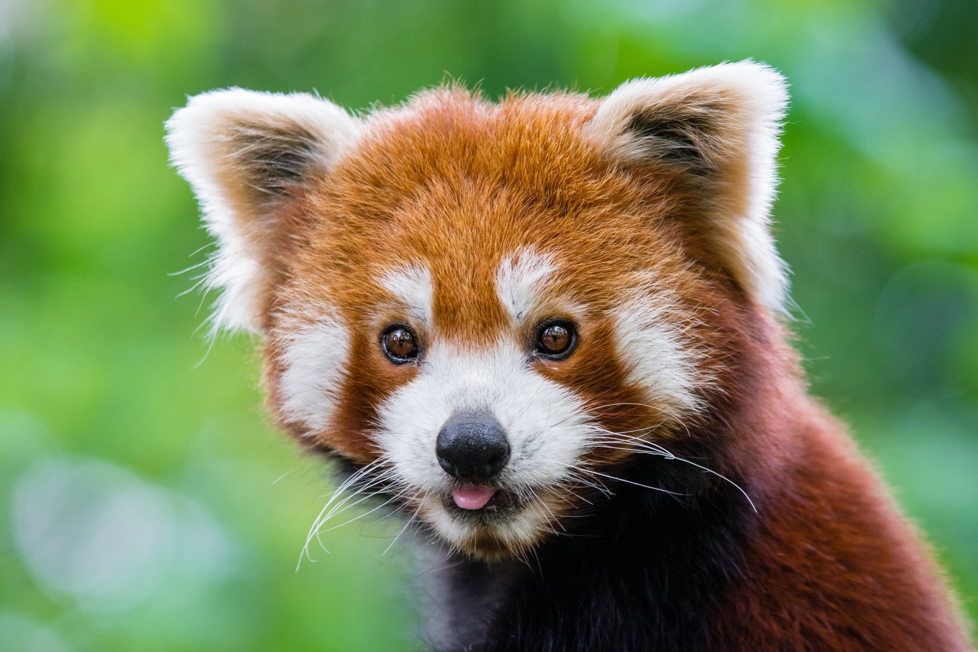 Download Stare Animal Red Panda 4k Ultra HD Wallpaper