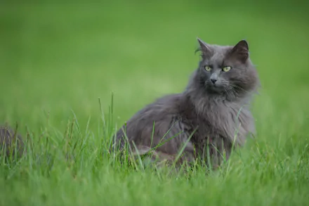Animal cat HD Desktop Wallpaper | Background Image