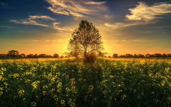 Earth Tree Trees Grass Flower Sky Sunset Landscape Nature HD Wallpaper | Background Image