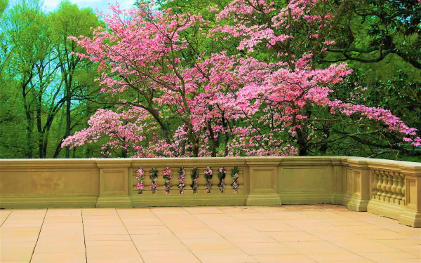 A pink blossom tree in full spring bloom overlooks a spacious courtyard, captured in vibrant detail for a 4K Ultra HD PC desktop wallpaper and background.