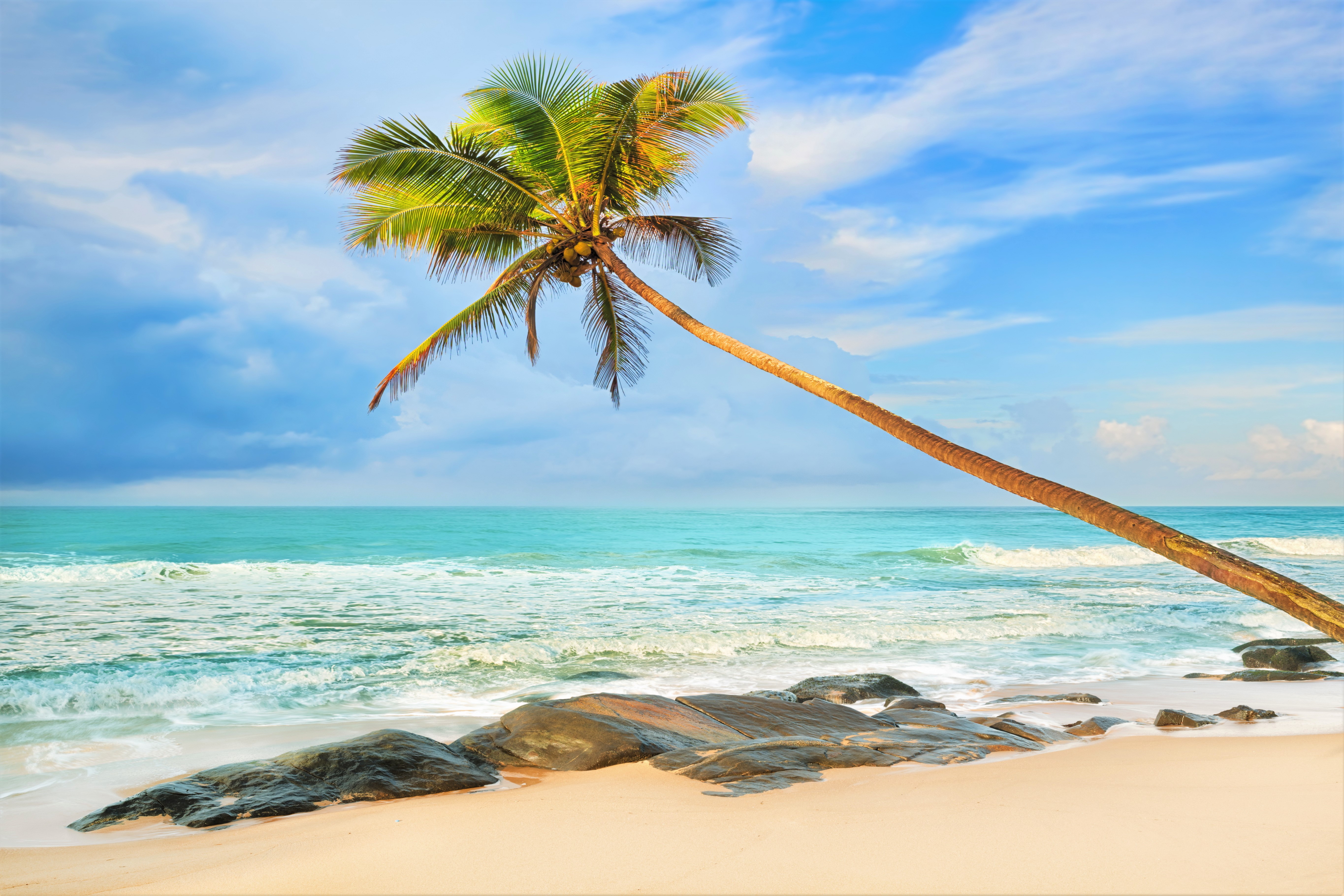 Palm Tree on Tropical Beach