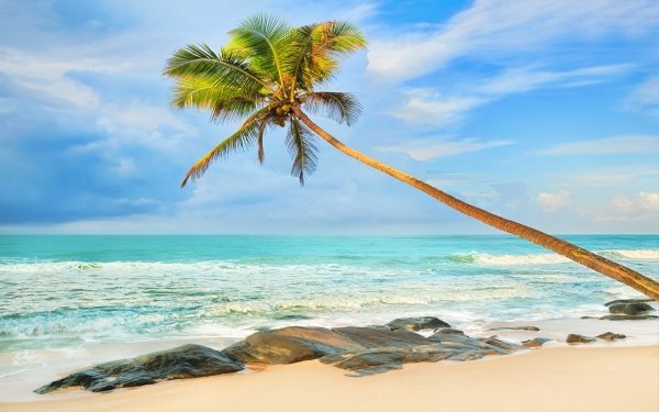 Nature Beach Tropical Turquoise Ocean Sea Palm Tree Horizon HD Wallpaper | Background Image