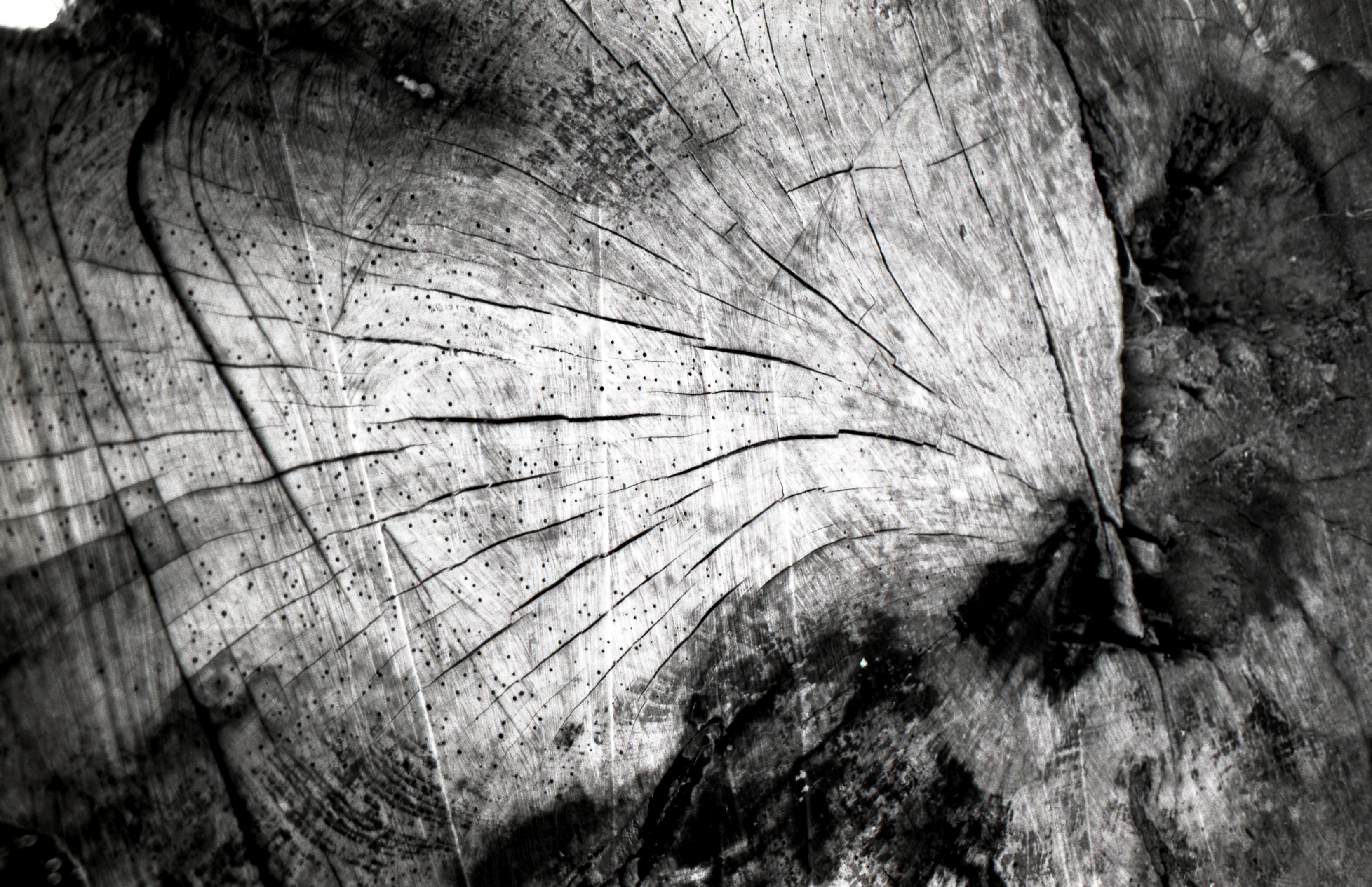 Wooden Texture with Tree Pattern - HD Desktop Wallpaper