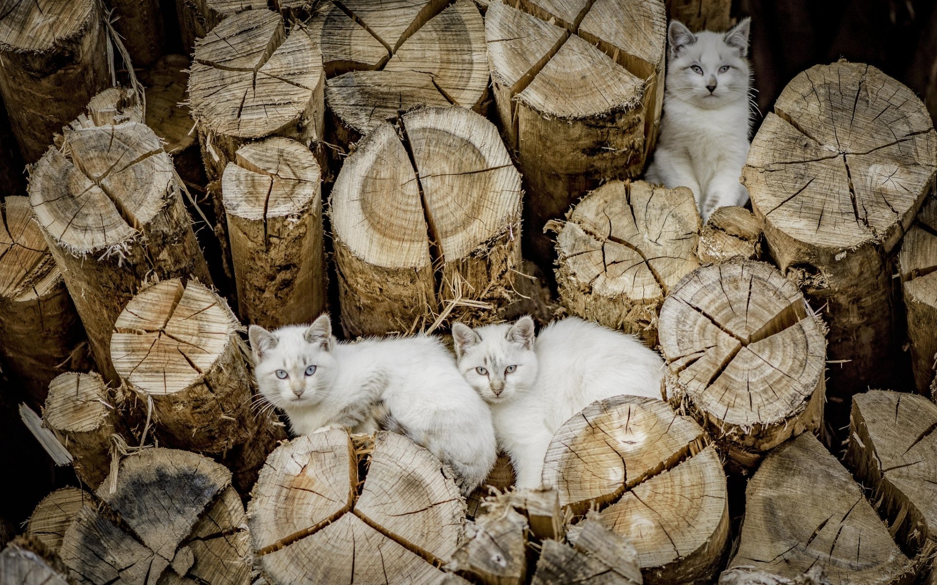 HD desktop wallpaper showing three white cats staring from between stacked logs, blending naturally with the textured wood background.