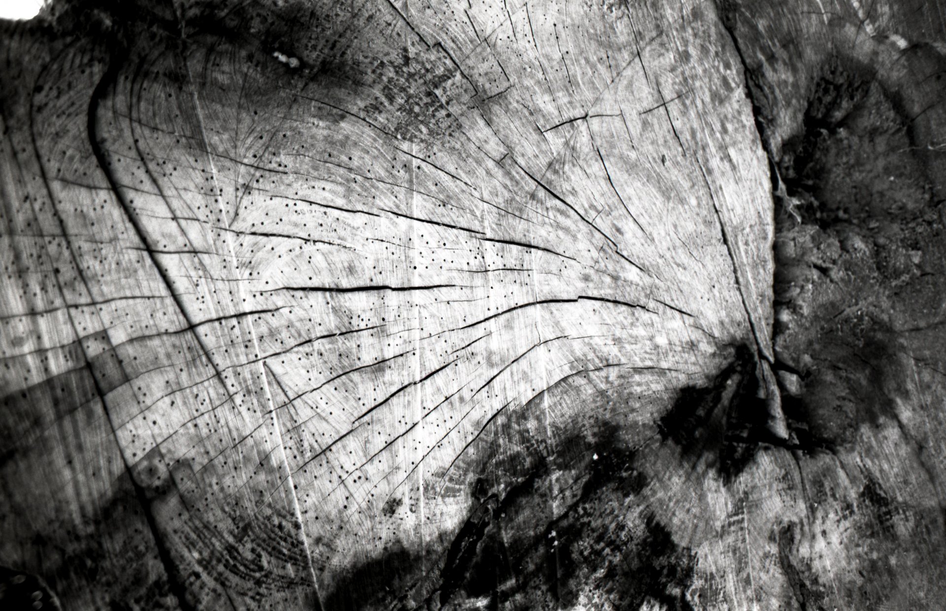 Black & white photography close-up of tree stump wood grain and radial rings, textured 2K Quad HD PC desktop wallpaper background.