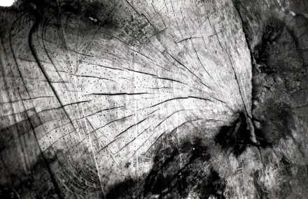 Black & white photography close-up of tree stump wood grain and radial rings, textured 2K Quad HD PC desktop wallpaper background.