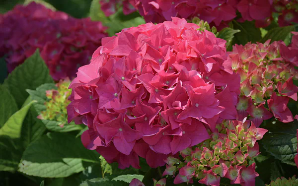 Close-up of vibrant pink hydrangea flowers surrounded by green leaves, captured in 4K Ultra HD for a detailed nature desktop wallpaper and background.