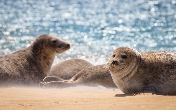 Animal Seal Seals Sand HD Wallpaper | Background Image