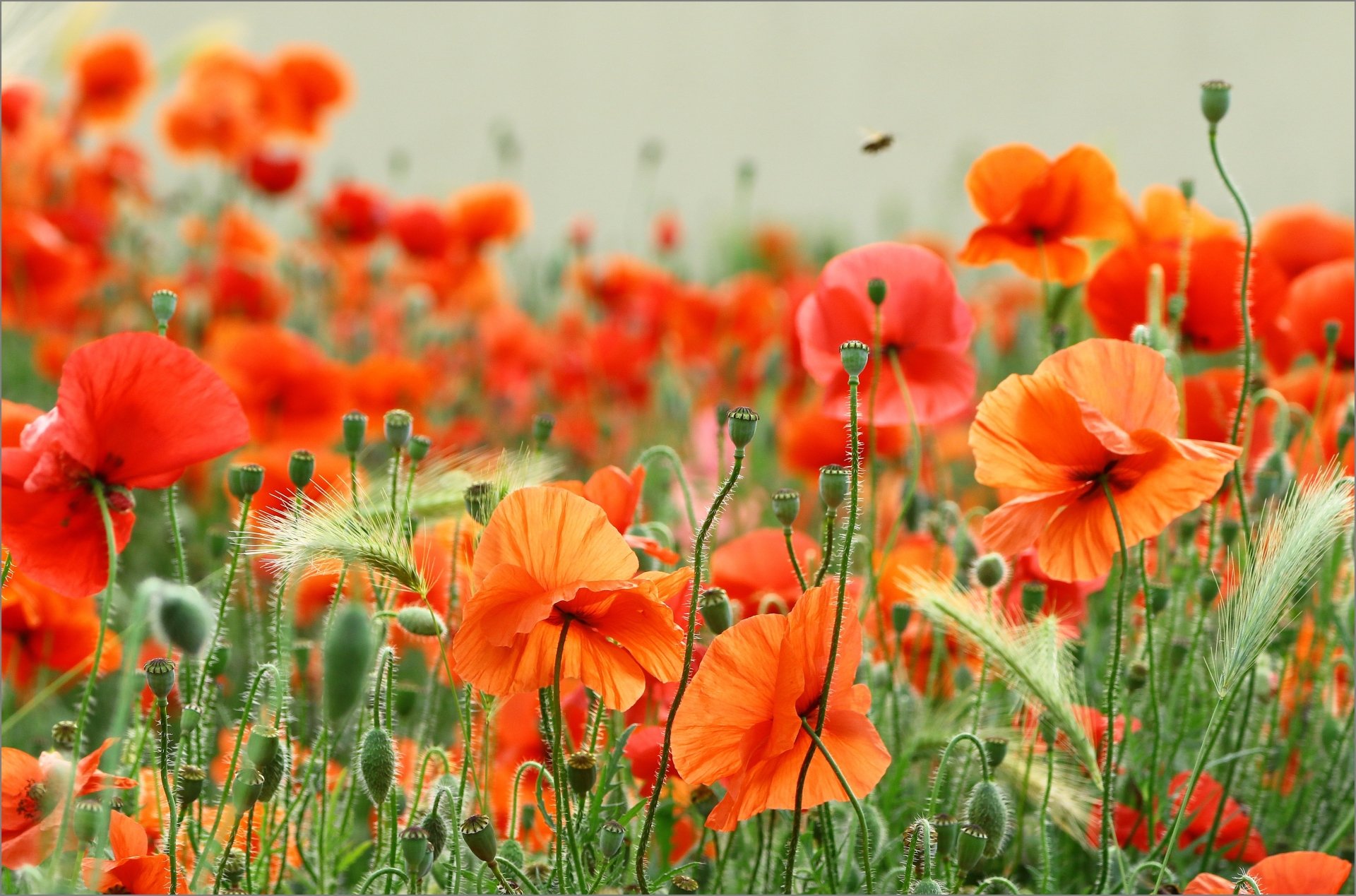 Download Field Orange Flower Summer Flower Nature Poppy 4k Ultra HD