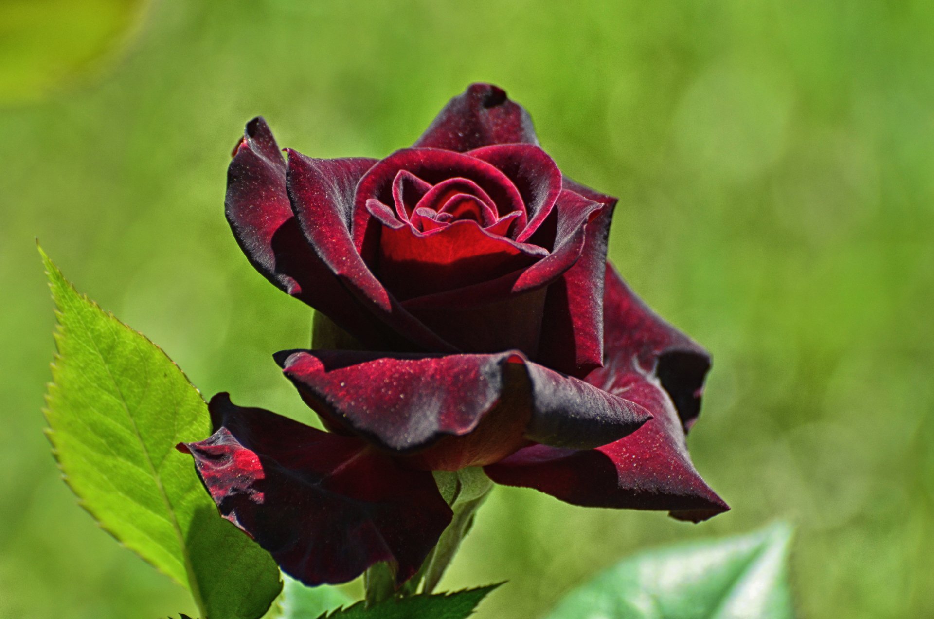 Macro shot of a deep red rose in full bloom against a soft green nature background, captured in HD for a vibrant PC desktop wallpaper.