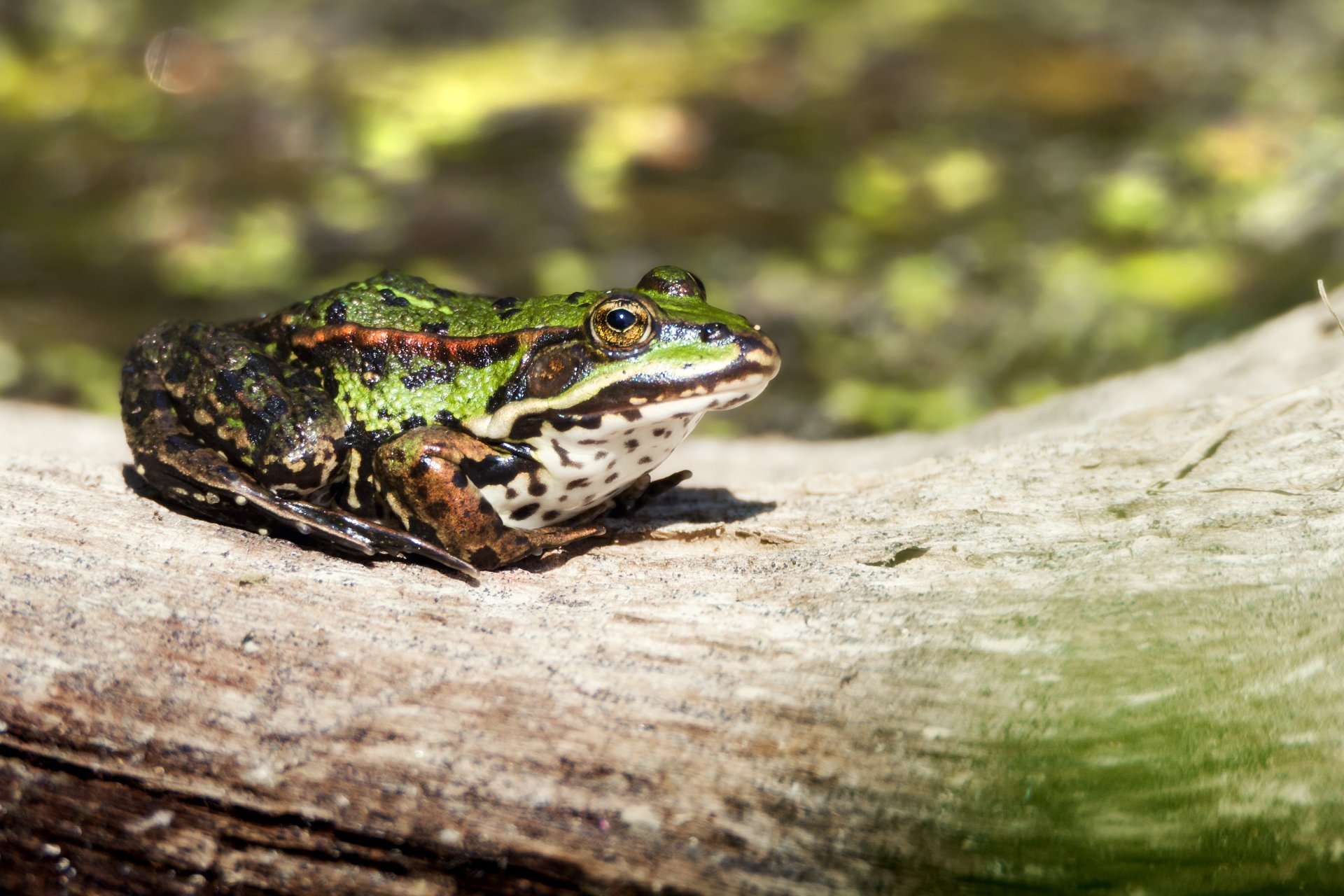 A vibrant frog resting on a log in a natural habitat, captured in stunning 4K Ultra HD as a desktop wallpaper showcasing amphibian life.
