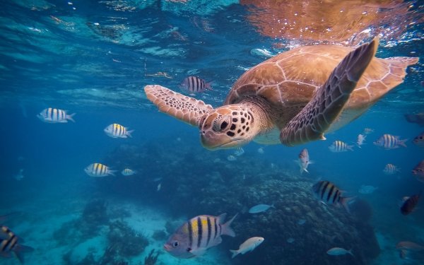 Animal Sea Turtle Turtles Underwater Tropical Fish Sea Life HD Wallpaper | Background Image