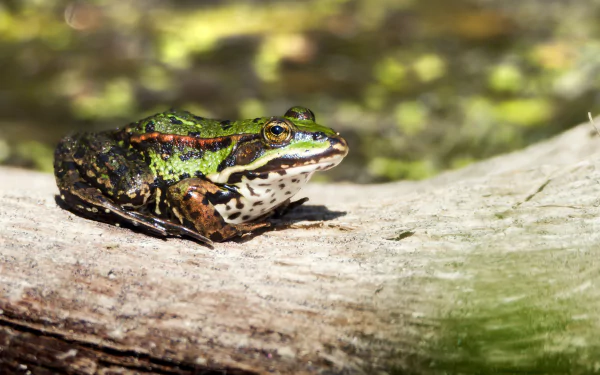 A vibrant frog resting on a log in a natural habitat, captured in stunning 4K Ultra HD as a desktop wallpaper showcasing amphibian life.