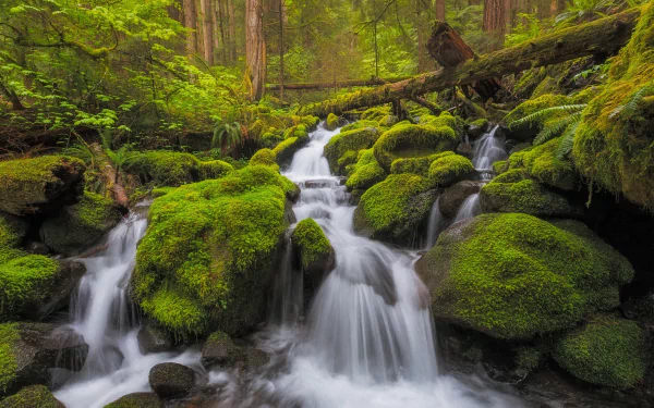 log moss forest nature stream HD Desktop Wallpaper | Background Image