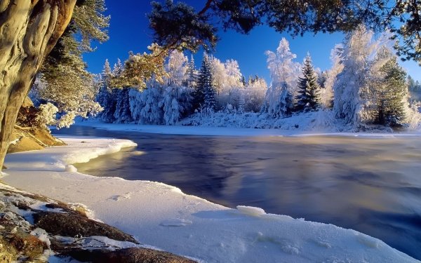 Earth Winter Snow Water Tree HD Wallpaper | Background Image
