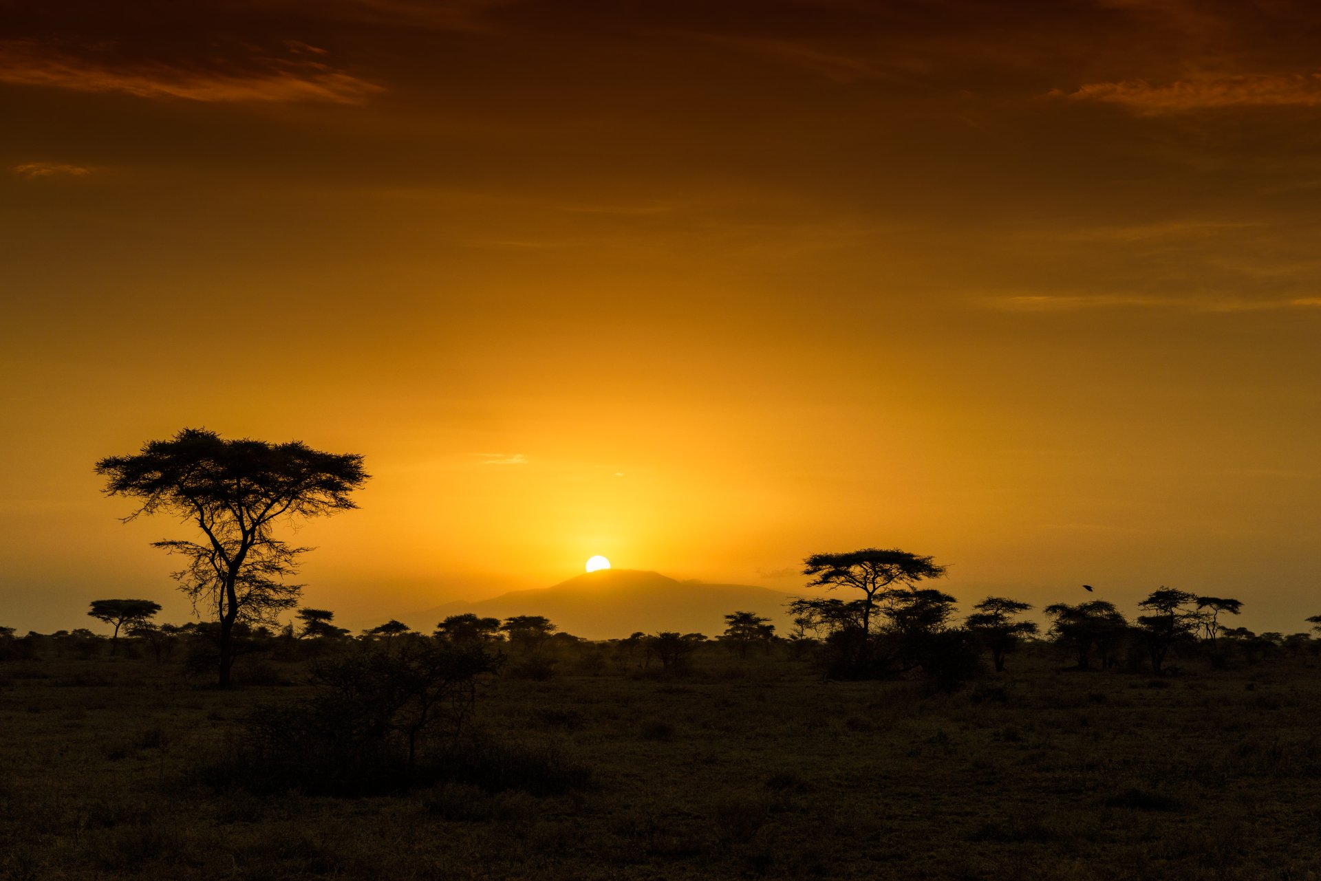 Саванны Танзании. Национальный парк Серенгети, Танзания закат. Восточная Африка Танзания. Восточная Африка природа.