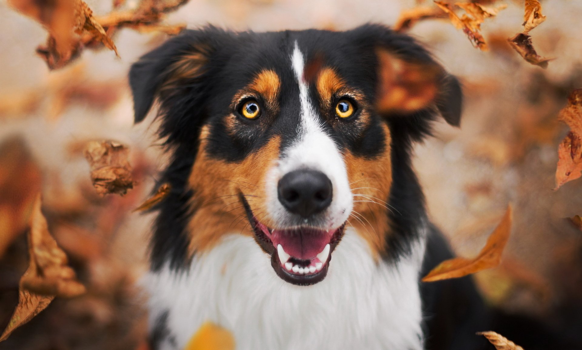 HD PC desktop wallpaper and background: border collie muzzle amid falling autumn leaves, a joyful dog animal close-up.