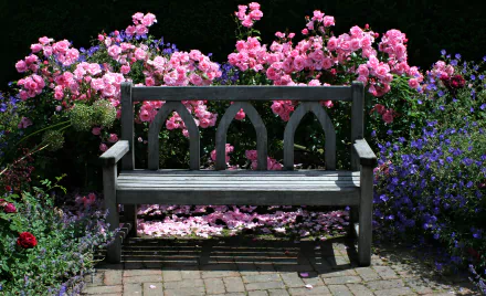 Wooden bench framed by a lush English garden rose bush of pink, colorful flowers and blue accents, scattered petals on the path — 2K Quad HD PC desktop wallpaper background.