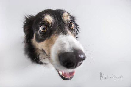  Dog:- "Du hast mir leckerlies versprochen." by Anneliese Photography Heidi Spiegler