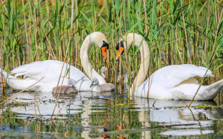 cygnet couple water reflection baby animal bird swan Animal mute swan HD Desktop Wallpaper | Background Image