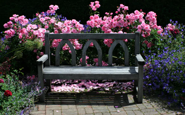 Wooden bench framed by a lush English garden rose bush of pink, colorful flowers and blue accents, scattered petals on the path — 2K Quad HD PC desktop wallpaper background.