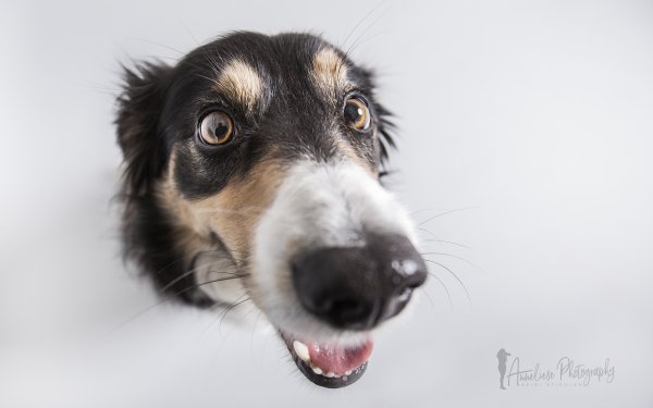 Animal Dog Dogs Macro Head Muzzle HD Wallpaper | Background Image