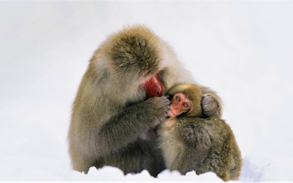 Animal Japanese Macaque Monkeys Cute Love Monkey Baby Animal HD Wallpaper | Background Image