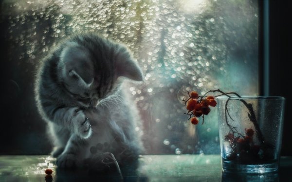 Animaux Chat Félins Pet Baby Animal Gouttes de pluie Kitten Fond d'écran HD | Image