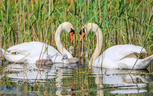 A mute swan couple with their cygnets resting in calm water among reeds, their reflections visible in this HD nature wallpaper.