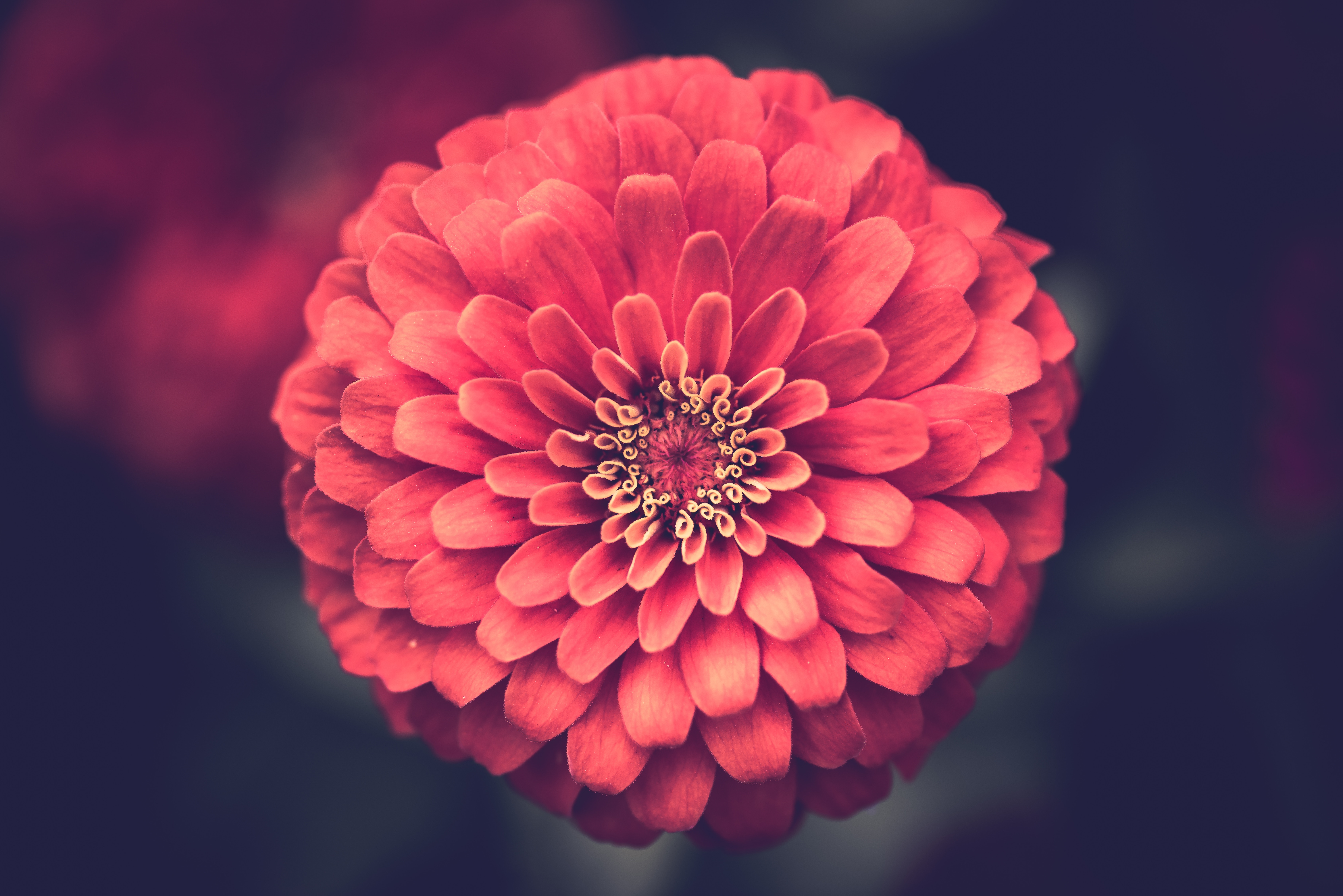 Red Flower, Audrey, amazing, background, black, flowers, iphone, nice,  premium, HD phone wallpaper | Peakpx