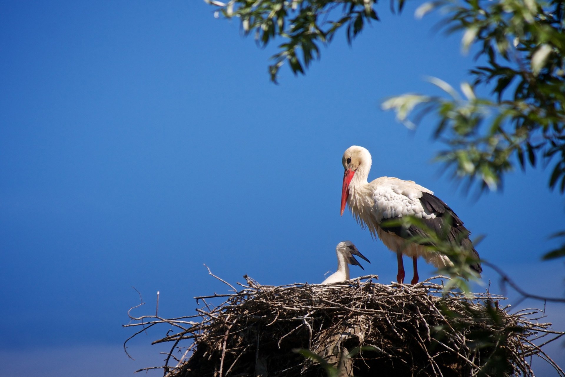 White stork stands in a nest with its baby bird against a clear blue sky, captured in an HD desktop wallpaper showcasing nature and wildlife.