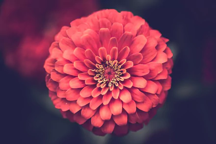 Close-up macro of a vibrant pink dahlia flower in full bloom, captured in stunning 4K Ultra HD detail against a softly blurred natural background.