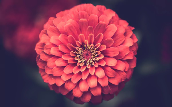 Close-up macro of a vibrant pink dahlia flower in full bloom, captured in stunning 4K Ultra HD detail against a softly blurred natural background.